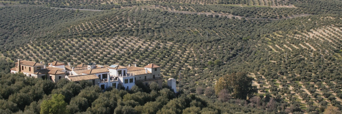 Oneindig olijfbomen-landschap in provincie Jaén (Andalusië)