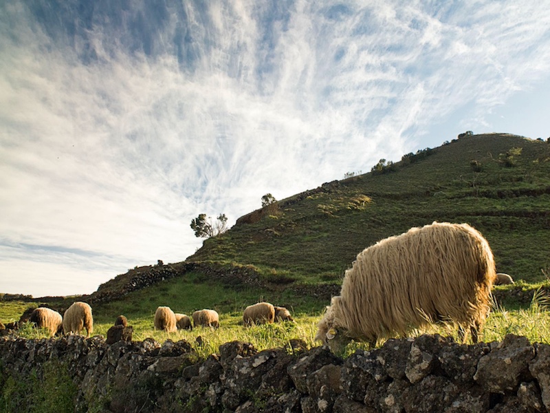 Schapen in Ruraalpark Frontera op El Hierro