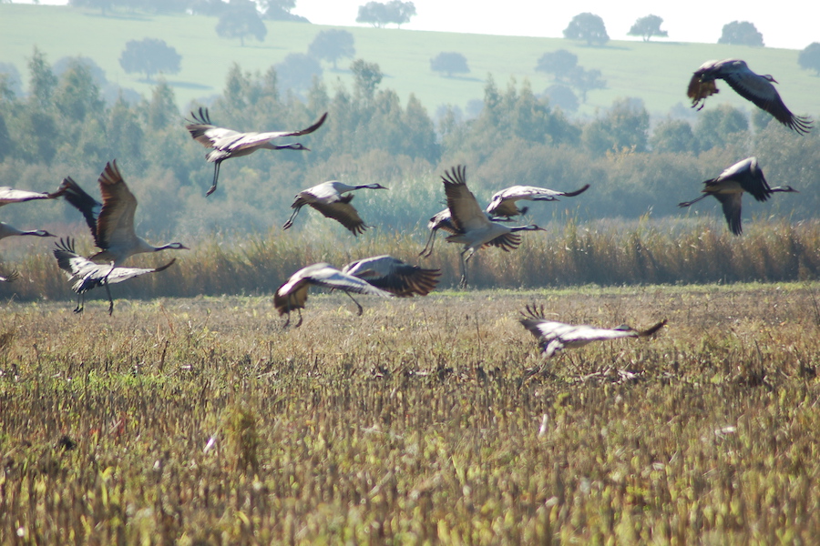 kraanvogels-extremadura-supergoedspaansleren-900x600.JPG