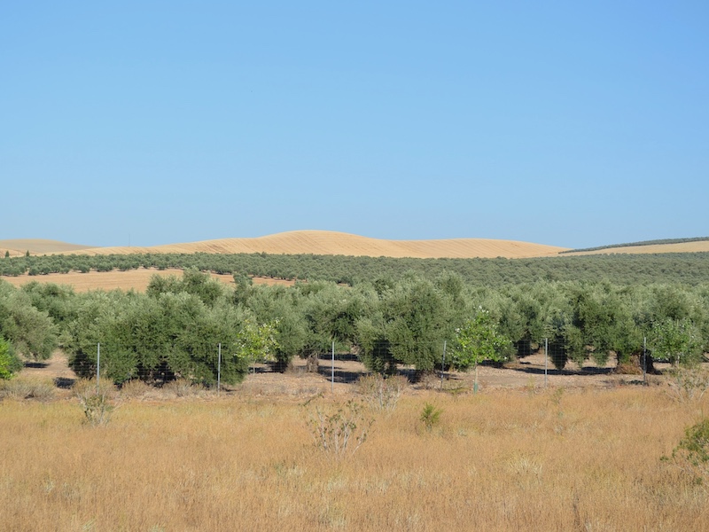 Uitgestrekt olijfbomen landschap in Jaén