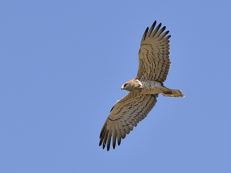 Slangenarend in natuurpark Monfragüe (Midden-Spanje) - Foto: Gertjan de Zoete